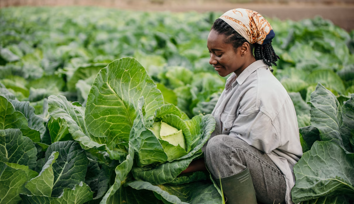 Agro production in a modern farm showcasing crop and livestock management, woman in the farm, woman farming