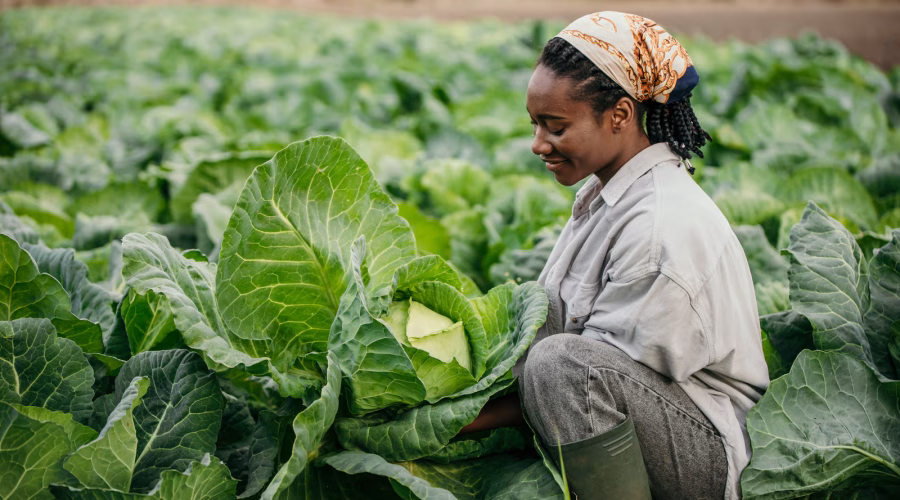Agro production in a modern farm showcasing crop and livestock management, woman in the farm, woman farming