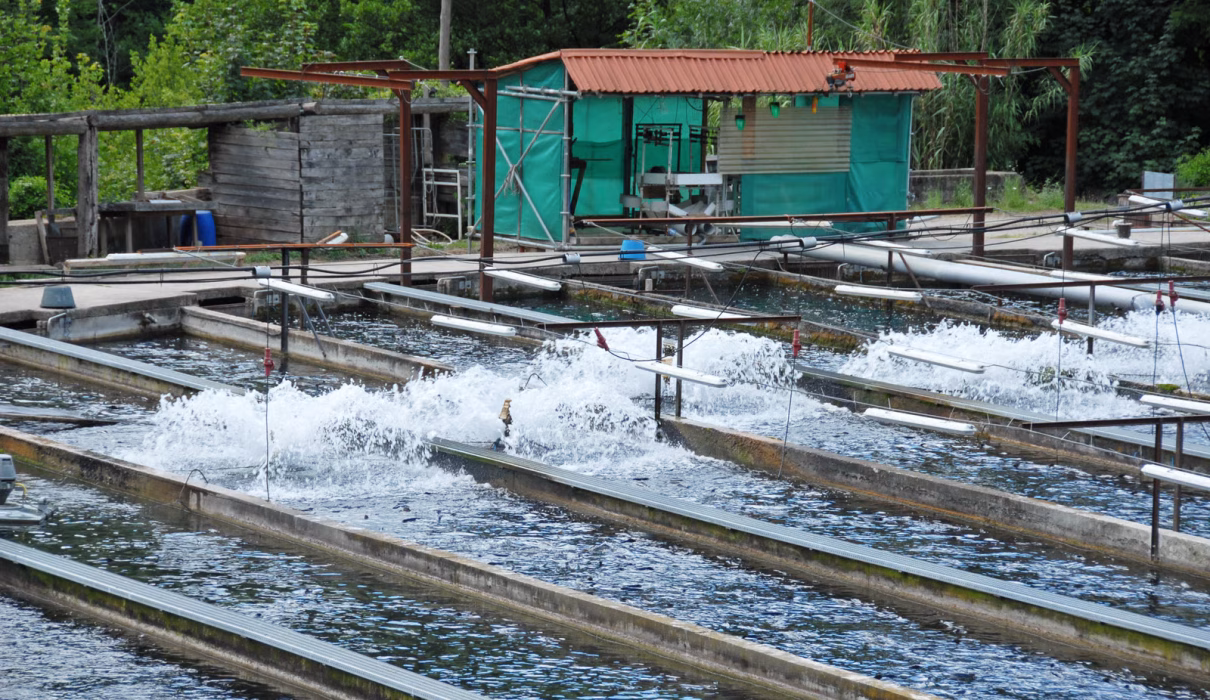 catfish farming in Ghana pond system, African catfish production in Ghana, Mordecai Farms aquaculture operation, fish farming setup in Ghana, commercial catfish farm in Ghan
