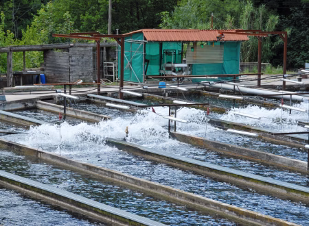 catfish farming in Ghana pond system, African catfish production in Ghana, Mordecai Farms aquaculture operation, fish farming setup in Ghana, commercial catfish farm in Ghan