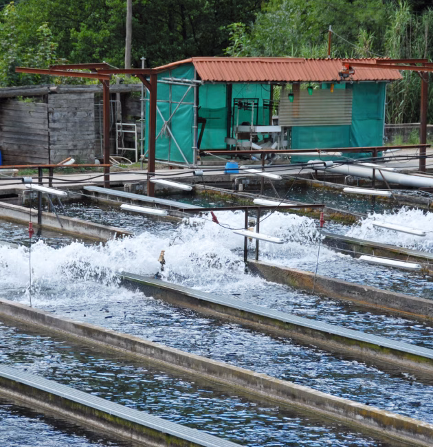 catfish farming in Ghana pond system, African catfish production in Ghana, Mordecai Farms aquaculture operation, fish farming setup in Ghana, commercial catfish farm in Ghan