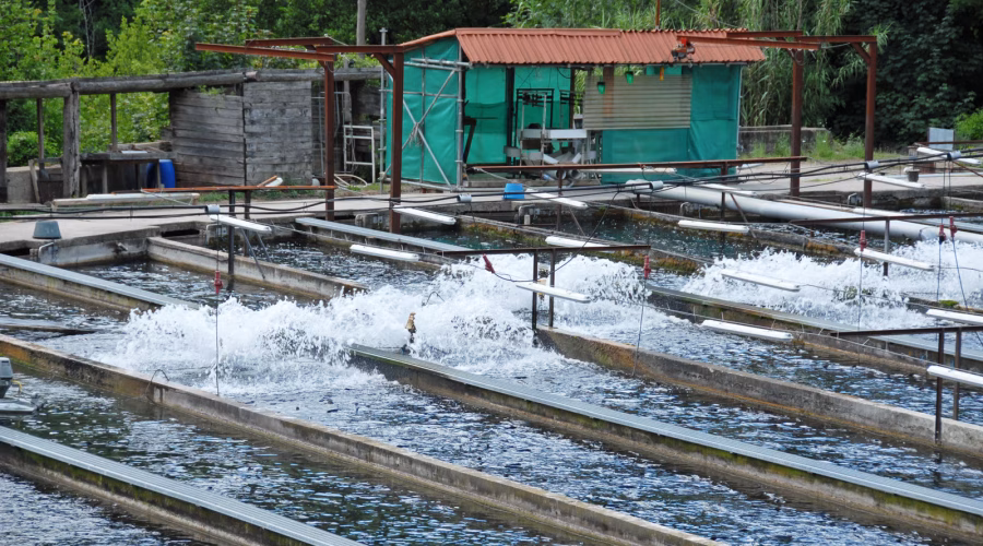 catfish farming in Ghana pond system, African catfish production in Ghana, Mordecai Farms aquaculture operation, fish farming setup in Ghana, commercial catfish farm in Ghan