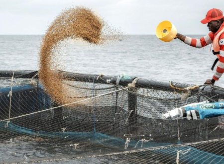 How Often Should I Feed My Catfish? Practical Tips for Healthy Growth