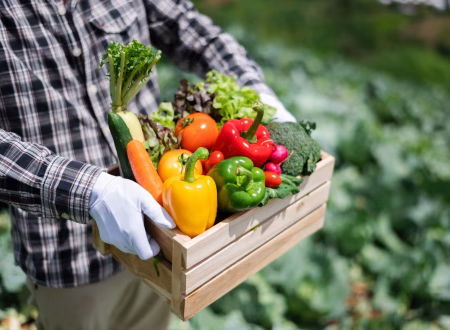 Man in farm with a basket of vegetables