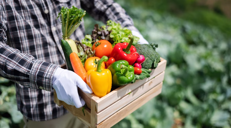 Man in farm with a basket of vegetables