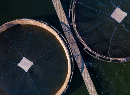 RAS farming system in Ghana, recirculating aquaculture system tanks, biofloc system for fish farming, small-scale aquaculture setup, Mordecai Farms RAS facility