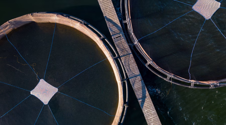 RAS farming system in Ghana, recirculating aquaculture system tanks, biofloc system for fish farming, small-scale aquaculture setup, Mordecai Farms RAS facility