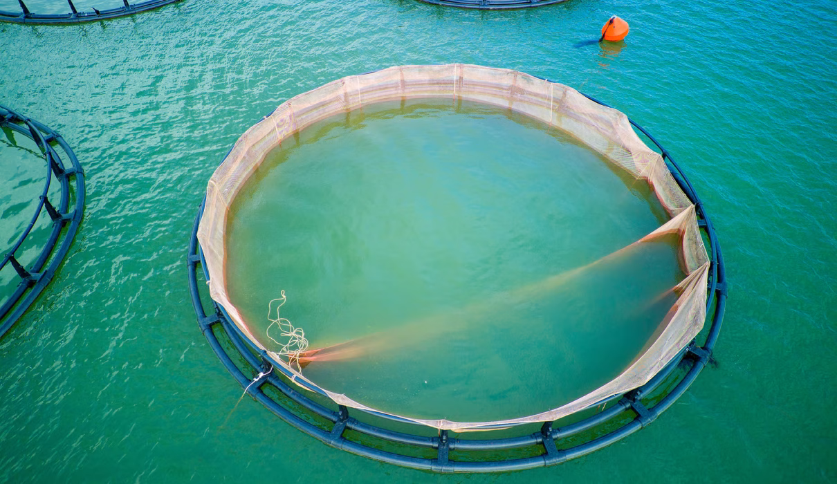 How to Maintain Water Quality in a Recirculating Aquaculture System (RAS)