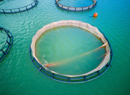 How to Maintain Water Quality in a Recirculating Aquaculture System (RAS)