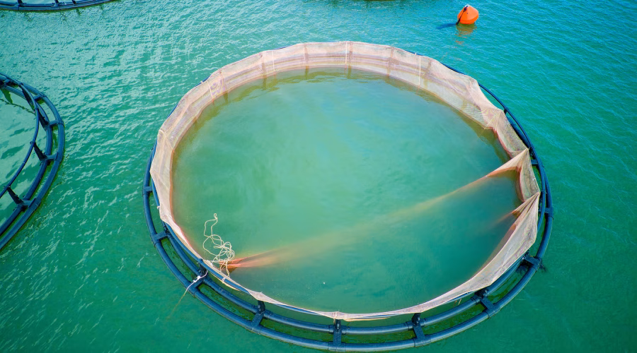 How to Maintain Water Quality in a Recirculating Aquaculture System (RAS)