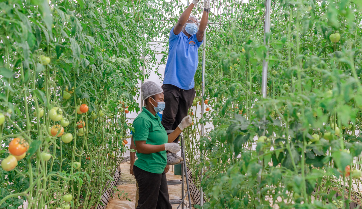 Sustainable Farming Ghana: 7 Practical Ways to Boost Your Farm Responsibly. women in a green house. women farming. women harvesting crops, tomato farmig in ghana
