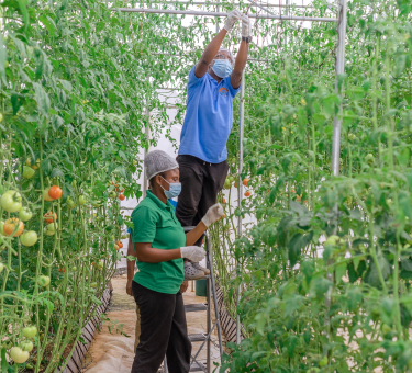 Sustainable Farming Ghana: 7 Practical Ways to Boost Your Farm Responsibly. women in a green house. women farming. women harvesting crops, tomato farmig in ghana