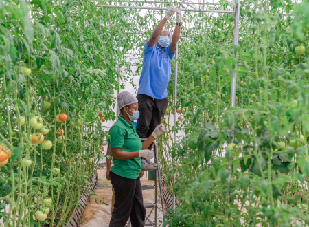 Sustainable Farming Ghana: 7 Practical Ways to Boost Your Farm Responsibly. women in a green house. women farming. women harvesting crops, tomato farmig in ghana