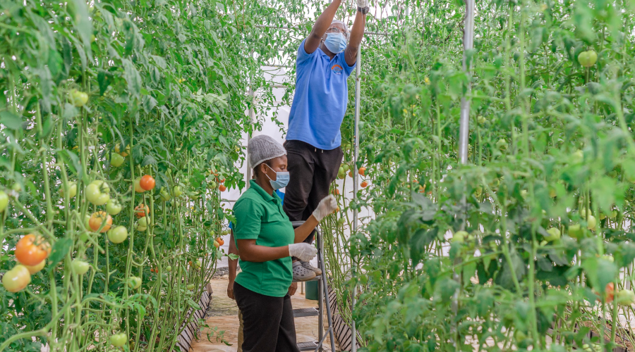 Sustainable Farming Ghana: 7 Practical Ways to Boost Your Farm Responsibly. women in a green house. women farming. women harvesting crops, tomato farmig in ghana