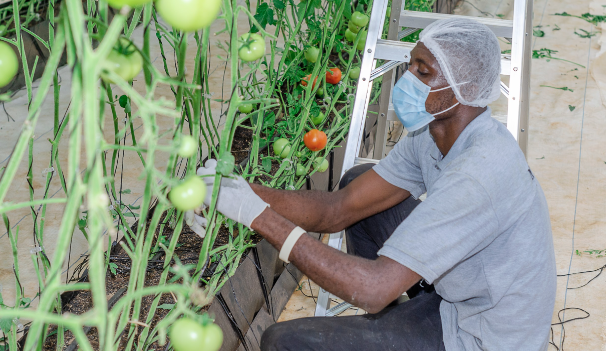 greenhouse vegetable farming setup, vegetable greenhouse in Ghana, sustainable greenhouse farming, Mordecai Farms greenhouse structure