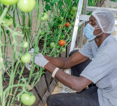 greenhouse vegetable farming setup, vegetable greenhouse in Ghana, sustainable greenhouse farming, Mordecai Farms greenhouse structure