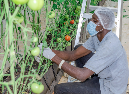greenhouse vegetable farming setup, vegetable greenhouse in Ghana, sustainable greenhouse farming, Mordecai Farms greenhouse structure