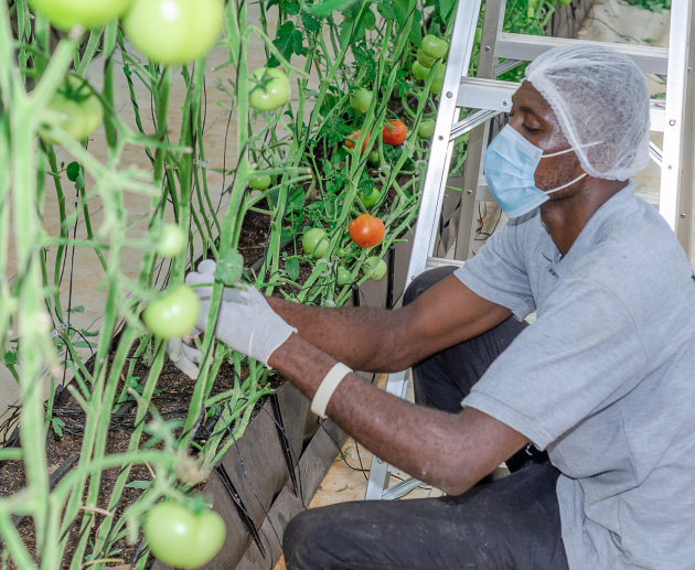 greenhouse vegetable farming setup, vegetable greenhouse in Ghana, sustainable greenhouse farming, Mordecai Farms greenhouse structure