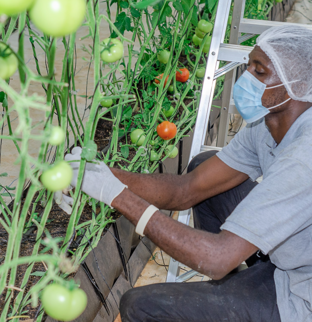 greenhouse vegetable farming setup, vegetable greenhouse in Ghana, sustainable greenhouse farming, Mordecai Farms greenhouse structure