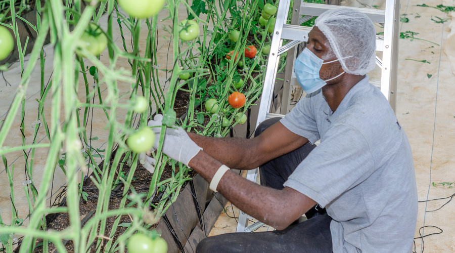 greenhouse vegetable farming setup, vegetable greenhouse in Ghana, sustainable greenhouse farming, Mordecai Farms greenhouse structure