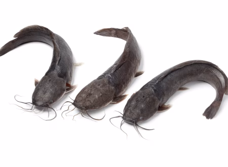 How to Start a Profitable Catfish Farming Business in Ghana