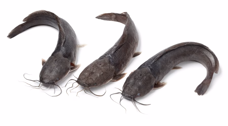 How to Start a Profitable Catfish Farming Business in Ghana